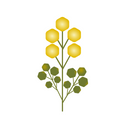 Artemisia Annua
