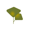 Ginkgo