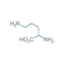 Ornithine
