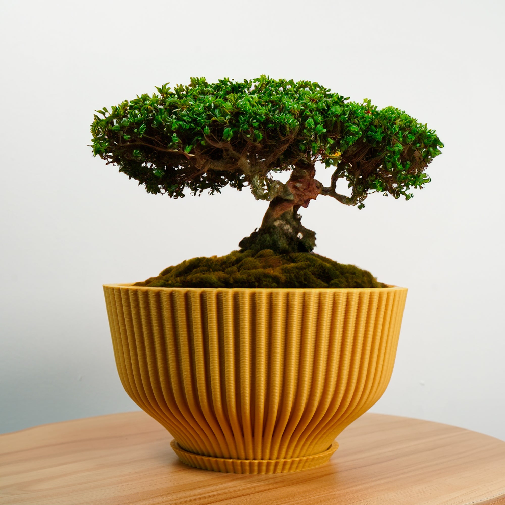 Bonsai Pot with Drainage & Tray by Rosebud HomeGoods