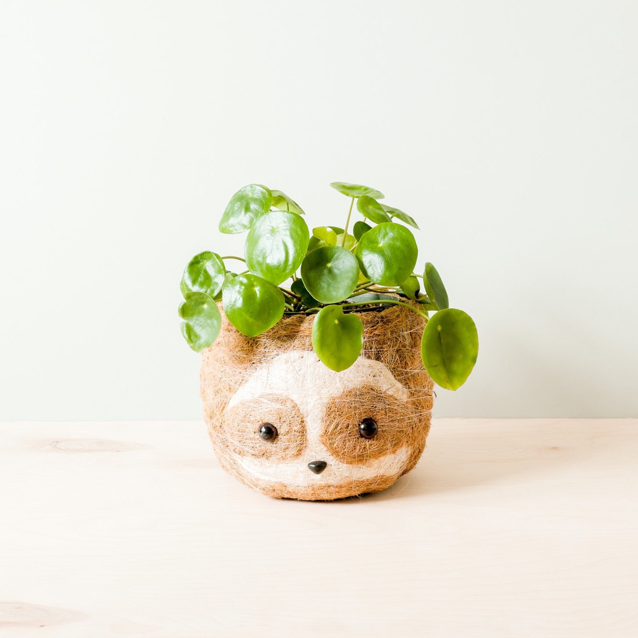 Large Coco Pot Large two-tone Sloth - Coco Coir Pots (6 inch) | LIKHÂ by LIKHÂ