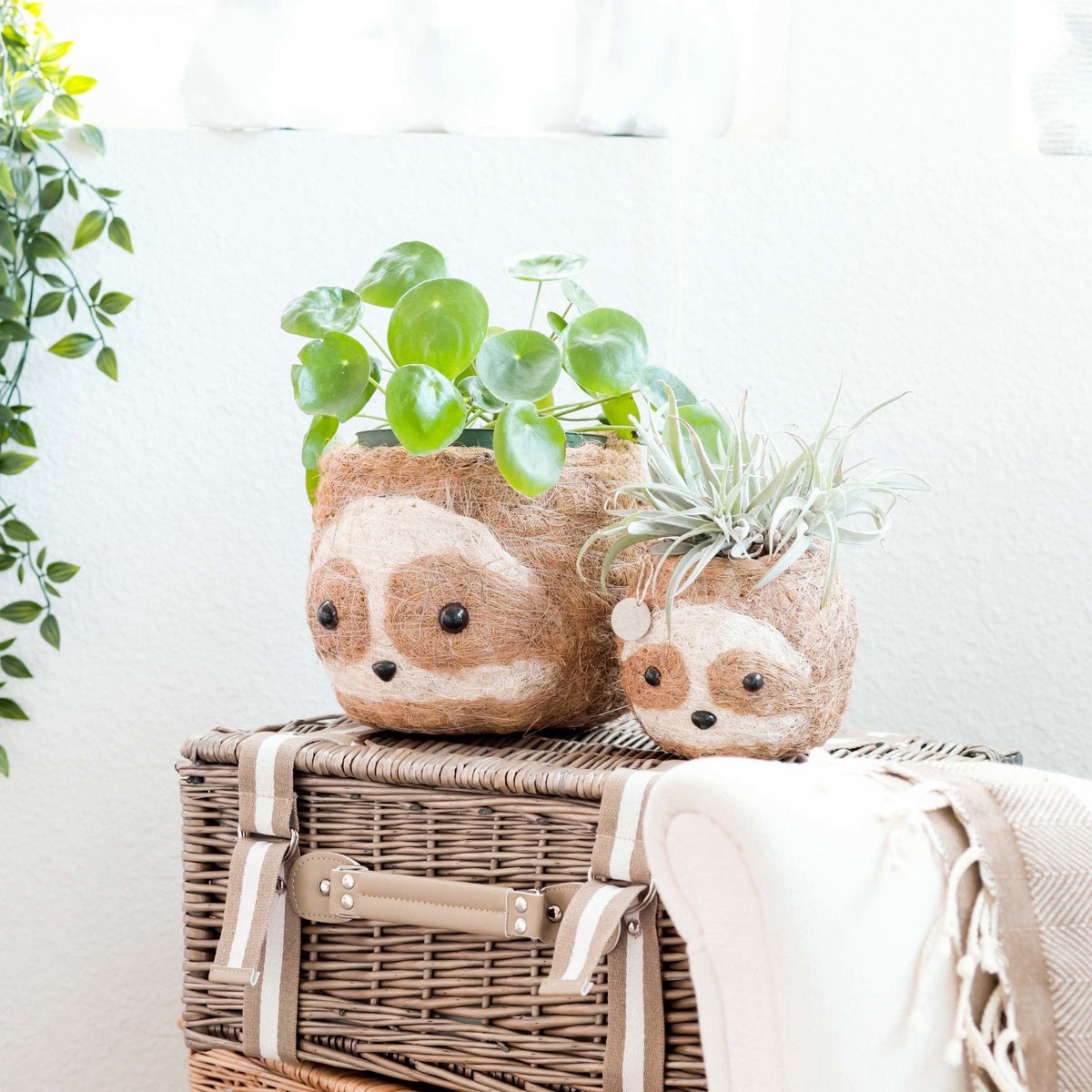 Large Coco Pot Large two-tone Sloth - Coco Coir Pots (6 inch) | LIKHÂ by LIKHÂ