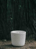 Wood Wick Soy Wax Scented Candle - Breath Of Nature Scented - Fir Forest